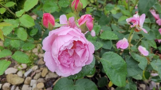 Началось! Цветение роз-2024