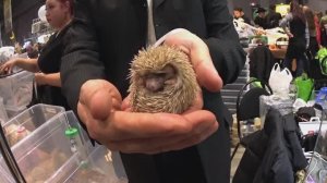 Выставка Рептилиум 2023. Москва. 7 октября. Открытие