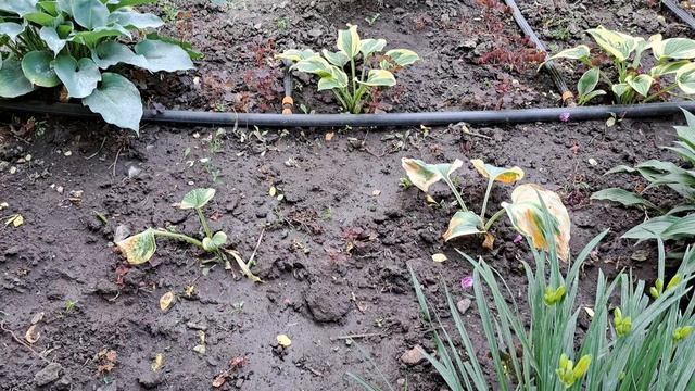 Июль. Сад. Огород.Обработки . смотреть онлайн