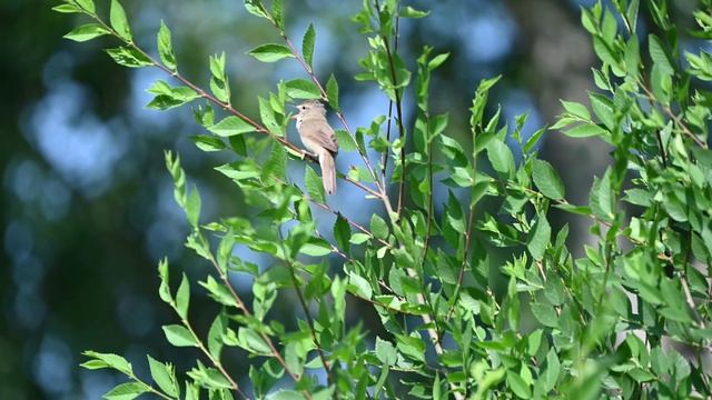 Садовая камышевка