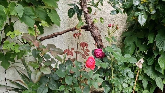 Гартенпринцессин Мари-Хосе #GartenprinzessinMarieJose #floribunda чем з