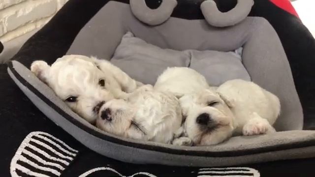 Бишон фризе щенки.#chihuahua #dog #cобаки #cane смотреть онлайн