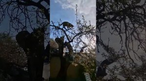 Чай из цветов черемухи
