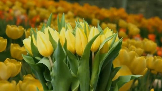 Тюльпаны.  Нина Шнайдер.