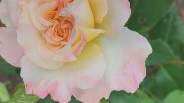 «Вести с полей», серия 8 \\ уход за цветником, строительство дома смотреть онлайн