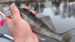 Судак, лещ на реке Волхов. Март 2025 год.