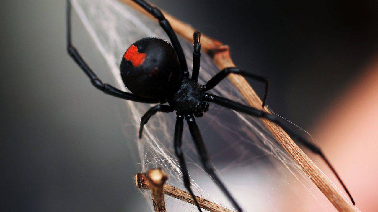 ЧЕРНАЯ ВДОВА - ПАУК КОТОРОГО БОЯТСЯ ДАЖЕ ХИЩНИКИ