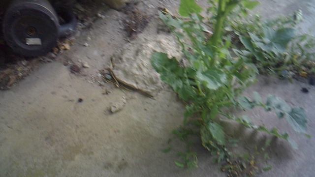 Обзор сорняка, "обманщика"