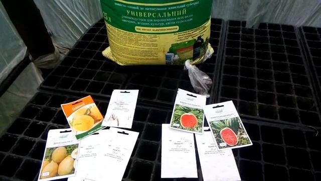 Посев арбуза и дыни в касеты 2 мая.