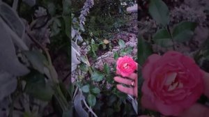 Первые цветочки плетистой розы  Мулин ле да Галетт и д?