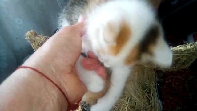 КОТЁНОК НА ЛОШАДКЕ. ОТОРВАЛА УХО смотреть онлайн