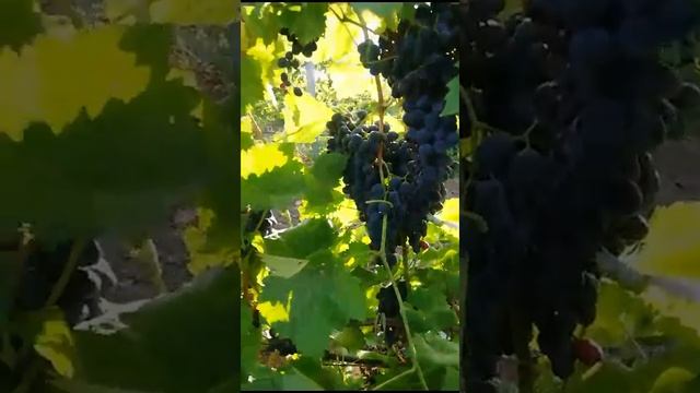 сбор винограда Молдова в Тамани, 07.09.2023 смотреть онлайн