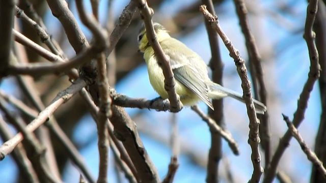 Американский чиж смотреть онлайн