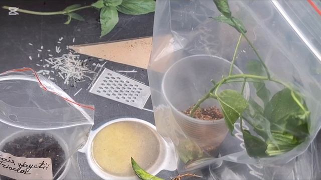 Распаковка. Встреча. Обработка. Посадка. смотреть онлайн