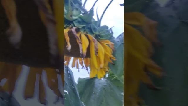 Подсолнухи - птицы склевали  часть семечек