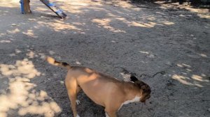 чистокровный американский стаффордширский терьер thoro