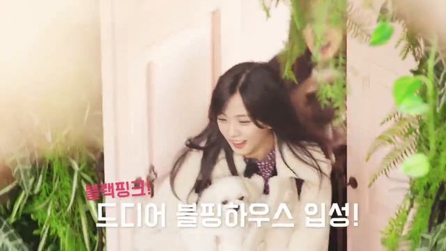 Вышел новый  тизер BLACKPINK TV