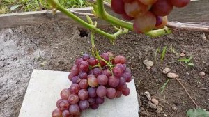 Обзор винограда Рошфор на 11.08.24 г.