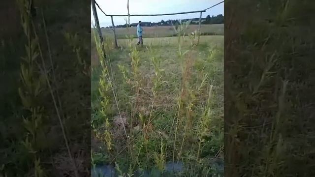 Эксперимент с живым домиком из ивы. Посадка без полива