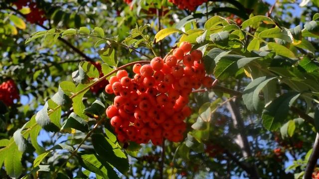 Съемка видео на Nikon D3100 (Альфред) 3
