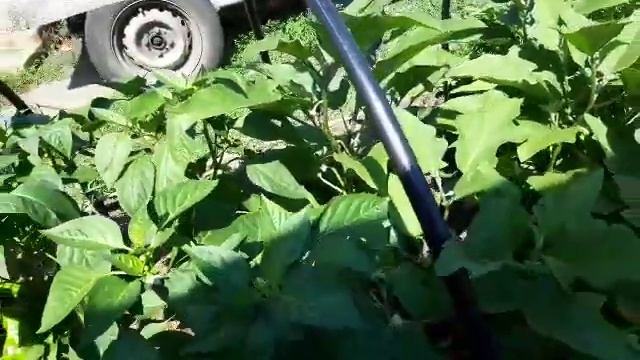 Цыплята,земляника,перец падает от нагрузки....🌶🍆🌶