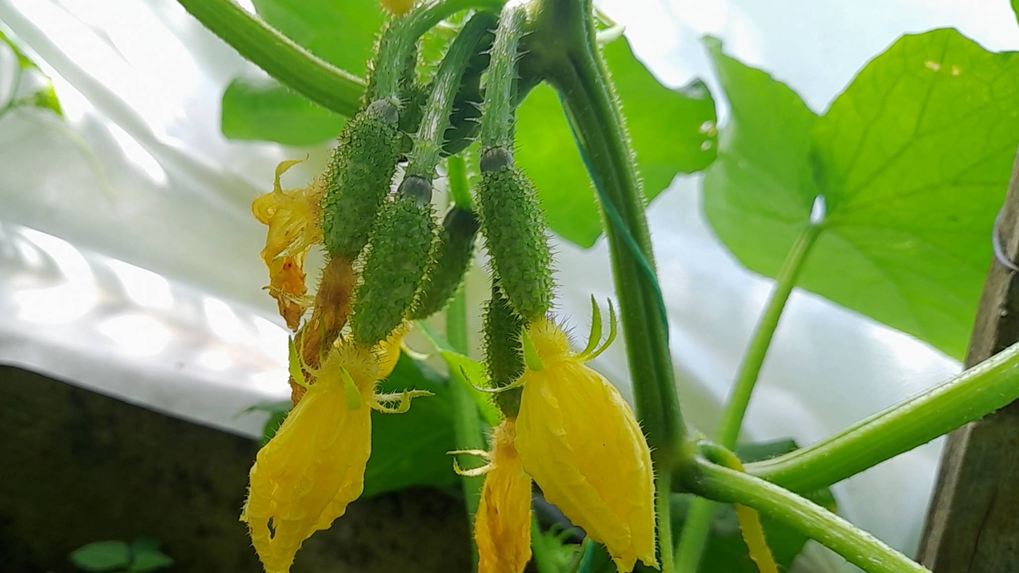 Зацвели огурцы: пора вносить вторую подкормку. Чем ПОДКОРМИТЬ ОГУРЦЫ во время цветения смотреть онлайн