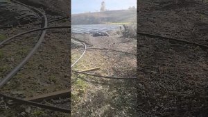 клубника, плантация, полив,как прижились усики? дереве