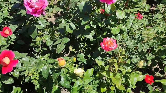 Релакс. Розы у оперного театра.  В начале мая здесь мы с