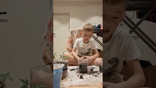 Пересадка помидор маленьким садоводом😀