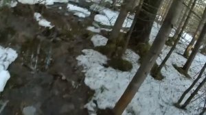 Охота на медведя с подхода на его добыче.