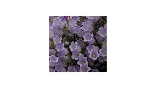 Музыка чтобы расслабиться 😌 я вас лавки мои 220 котико?