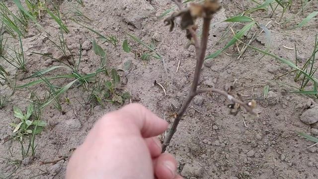 Съедобный каштан не выдерживает наши морозы?