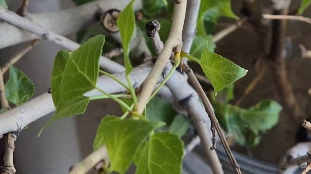 Эксперимент  Цель посадить 10.000 тополей