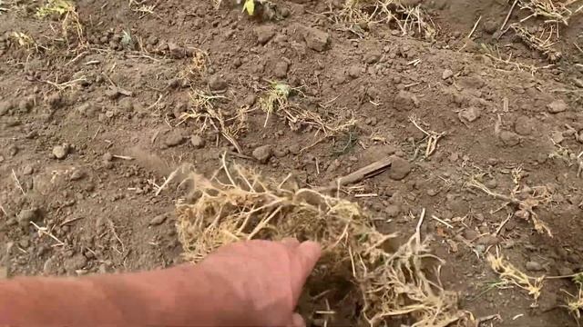 Дисковка гороха КЛАСОМ 7июня 2024 на это место будет пос? смотреть онлайн