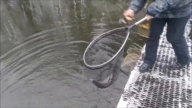 Форель кушает Maggot Cool Place. Продолжение рыбалки на спорт