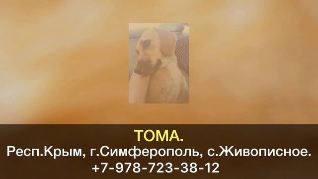 Пропала собака! ТОМА. Республика Крым, г.Симферополь.