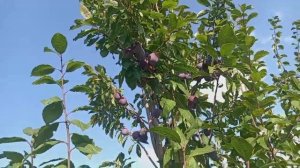 Обзор сорта сливы "Президент"