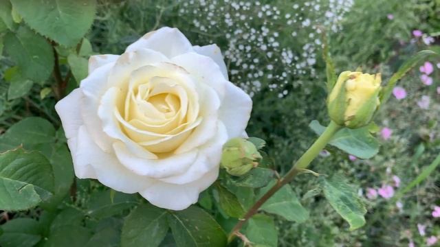 НАШ ЦВЕТОЧНЫЙ САД  /  РОЗЫ В САДУ