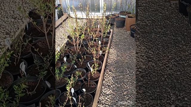 Гортензия,заморозки ,метеостанция мне в помощь.