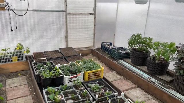 Формирую подвесы. Ампельные растения будут находитьс?