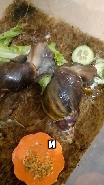 улитки чтооооооо?!!!!!!! 😨🫨🤯