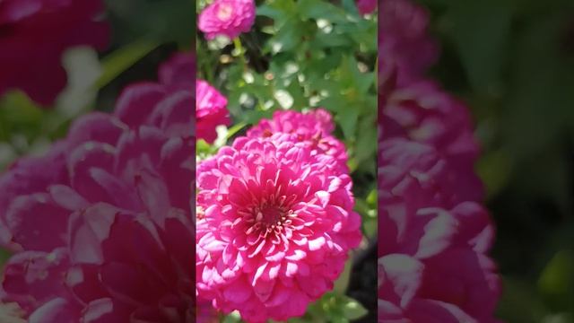 Лето .Тыква.Цветок Цинния.