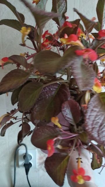 эписция малиновый мороз смотреть онлайн