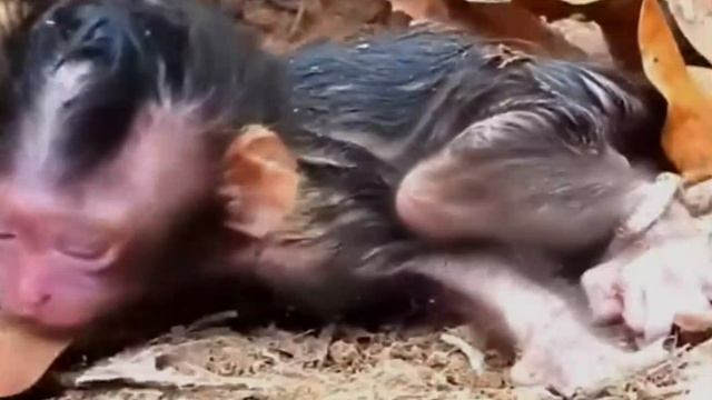 Вероятно жухлая листва сохранила жизнь этому детёнышу ... 1000012978.mp4 смотреть онлайн