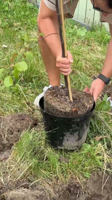 Продолжаем высаживать деревья на протяжении нашего маршрута 🗺️ смотреть онлайн