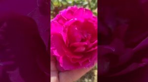 Роза первогодка Шахерезада (Япония)шраб