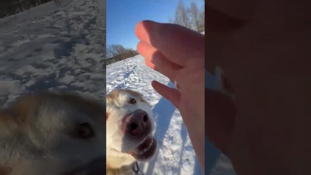 Хаски Алиса гуляет в солнечный день (06.03.2024)