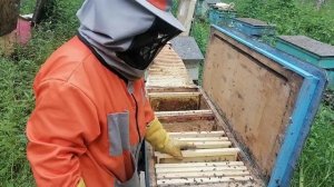 От одной зимовалой пчелосемьи - Три отводка на свищевых маточниках. Один медовичок на старой матке.