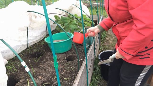 Посадка баклажанов в открытый грунт. Что положить в лу