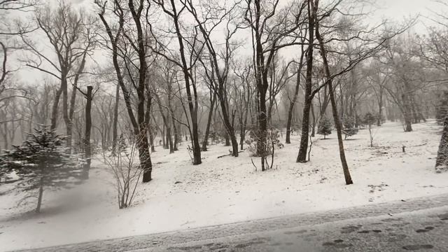 Влог. То дождь, то снег. Проблема уличных кошек. Электр?